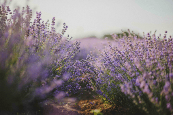 Purple calming image